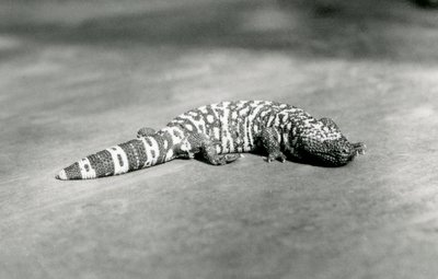 Ein Gila-Monster im Londoner Zoo, September 1923 von Frederick William Bond